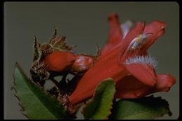 Слика од Penstemon newberryi Gray