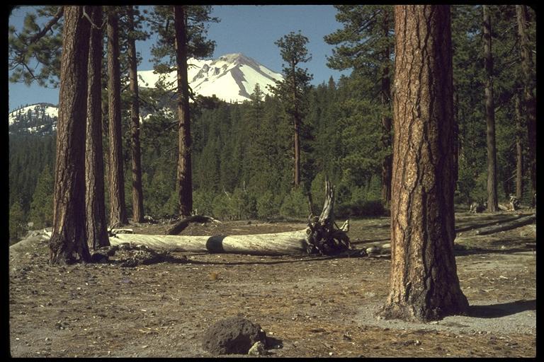 Image of Jeffrey Pine