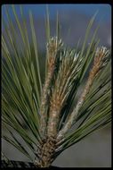 Image of Jeffrey Pine