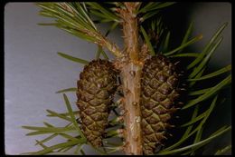 Imagem de Pinus contorta var. murrayana (Balf.) Engelm.