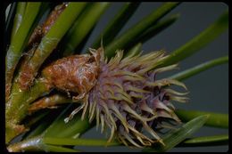 Imagem de Pinus contorta var. murrayana (Balf.) Engelm.