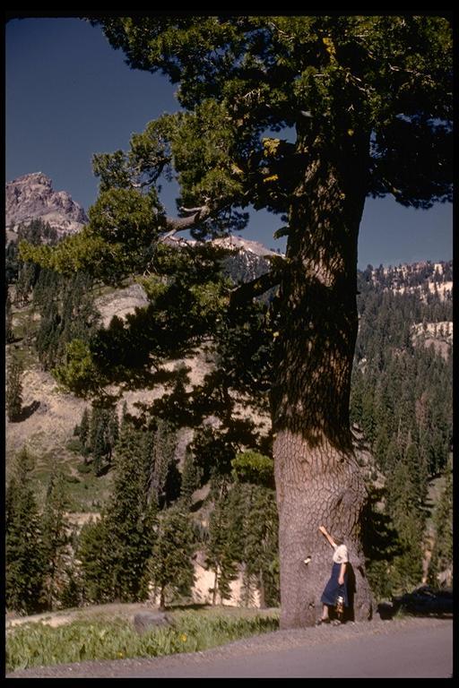 Image of western white pine