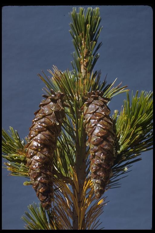 Image of western white pine