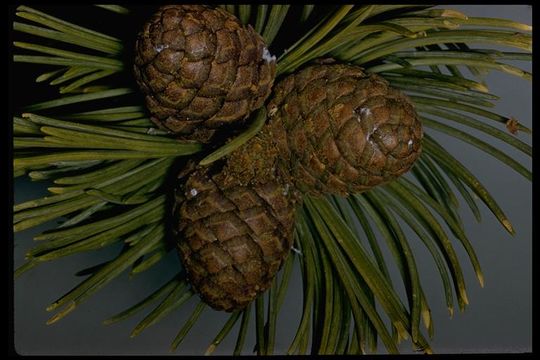 Image of whitebark pine