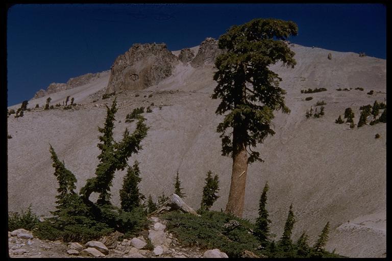 Image of Mountain Hemlock