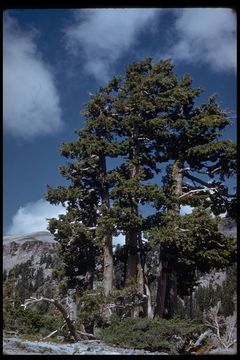 Image of Mountain Hemlock