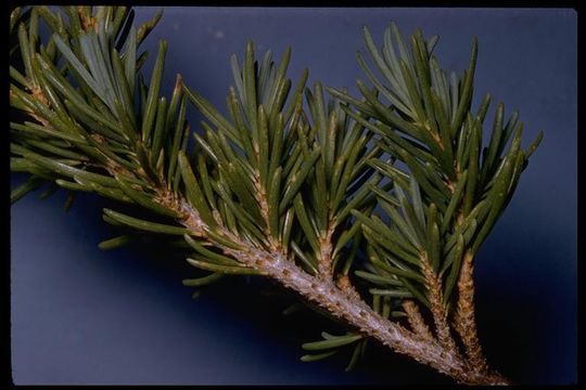 Image of Mountain Hemlock