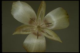 Calochortus nudus S. Watson的圖片