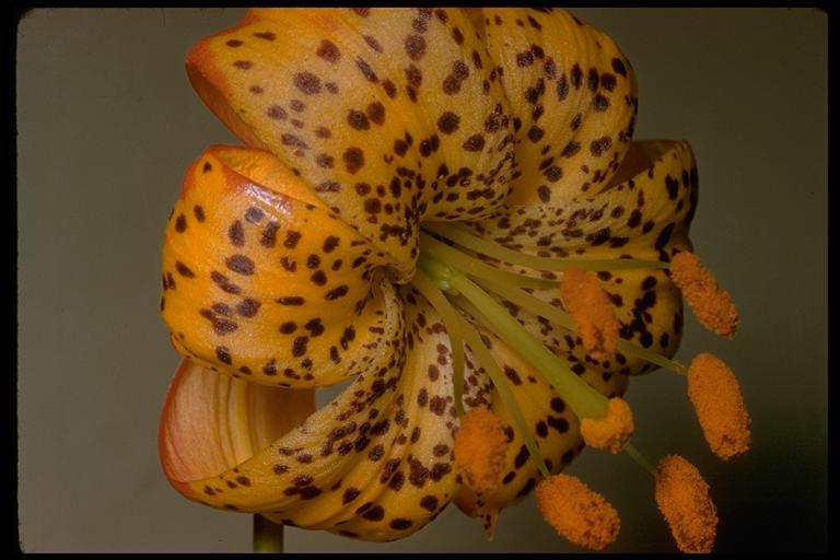 Image de Lilium pardalinum subsp. shastense (Eastw.) M. W. Skinner