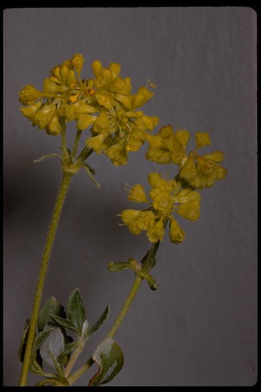 Image of sulphur-flower buckwheat