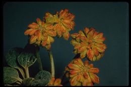 Image of sulphur-flower buckwheat