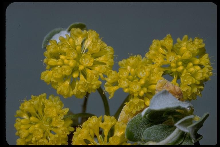 Image of sulphur-flower buckwheat