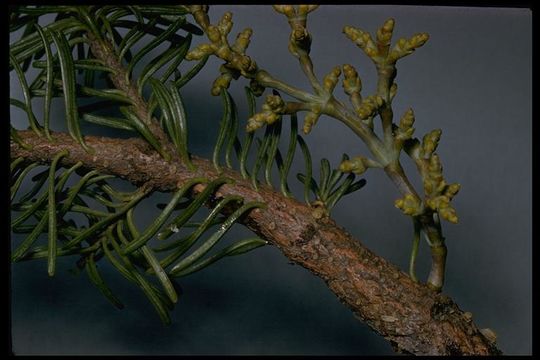 Image of western dwarf mistletoe