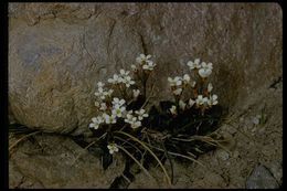 Imagem de Cardamine bellidifolia L.