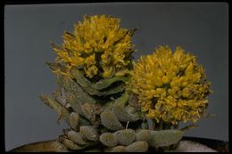 Image of Mt. Lassen draba