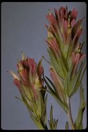 Image of Lemmon's Indian paintbrush