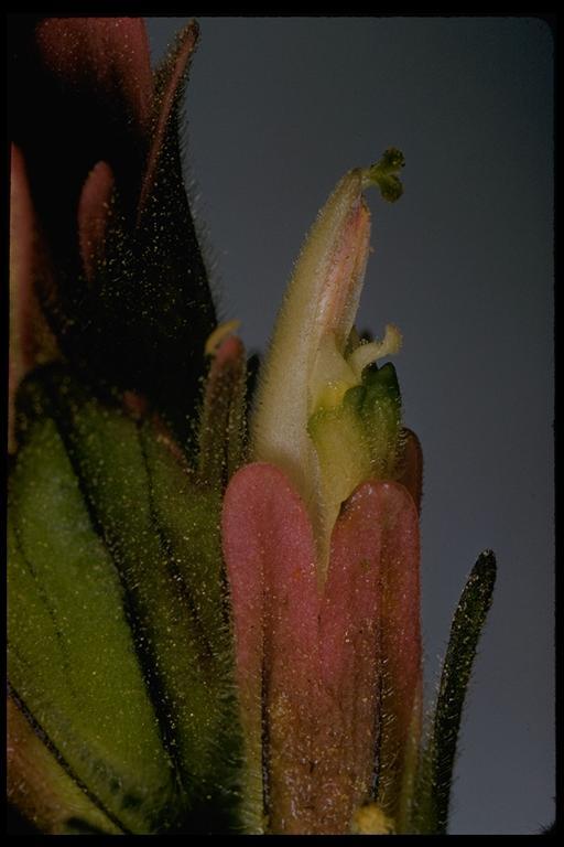 Image of Lemmon's Indian paintbrush