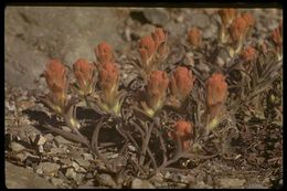 Image of cobwebby Indian paintbrush