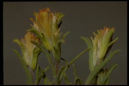 Image of cobwebby Indian paintbrush