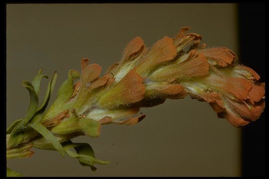 Image of cobwebby Indian paintbrush