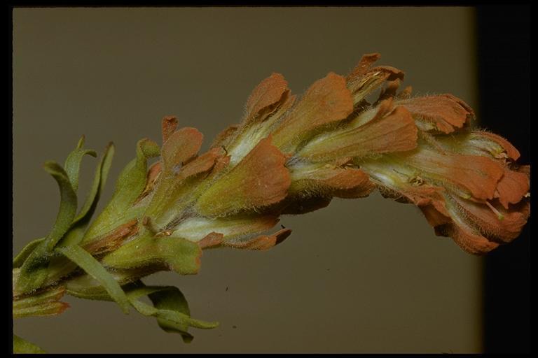 Image of cobwebby Indian paintbrush