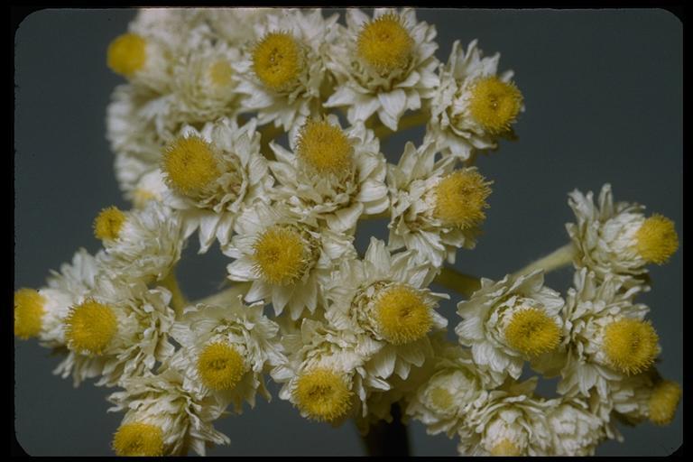 Image of Pearly Everlasting