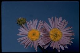 Image of Glacier Fleabane