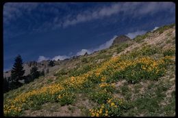 Image of arrowleaf balsamroot