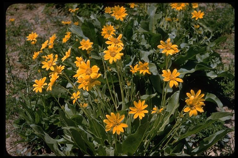 Image of arrowleaf balsamroot