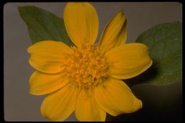 Слика од Arnica nevadensis A. Gray