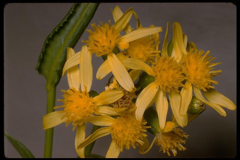 Senecio triangularis Hook.的圖片