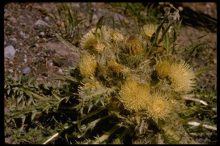 Image of meadow thistle