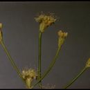 Imagem de Eriogonum nudum var. oblongifolium S. Wats.