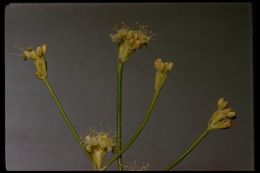 Imagem de Eriogonum nudum var. oblongifolium S. Wats.