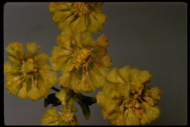 Image of sulphur-flower buckwheat