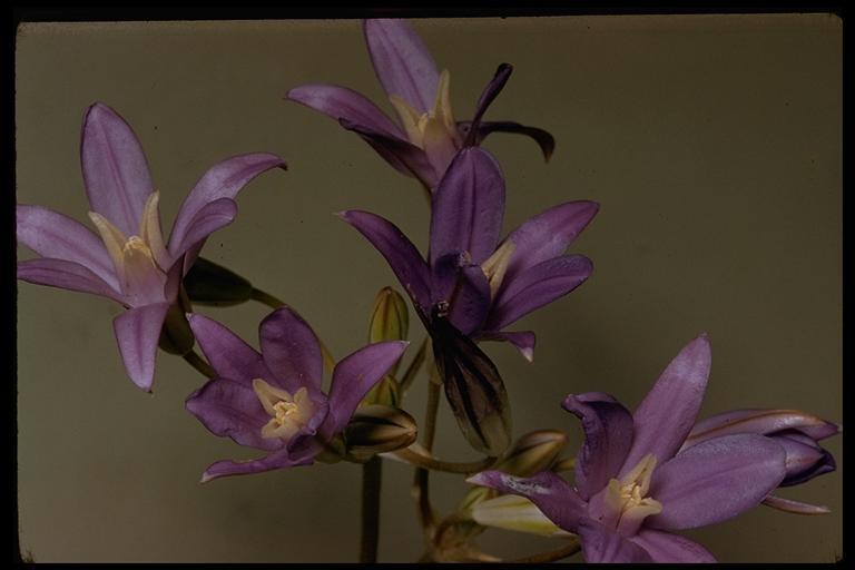 Image of <i>Brodiaea <i>rosea</i></i> ssp. rosea