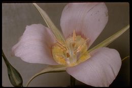 Image of sagebrush mariposa lily