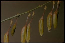 Image of basalt milkvetch