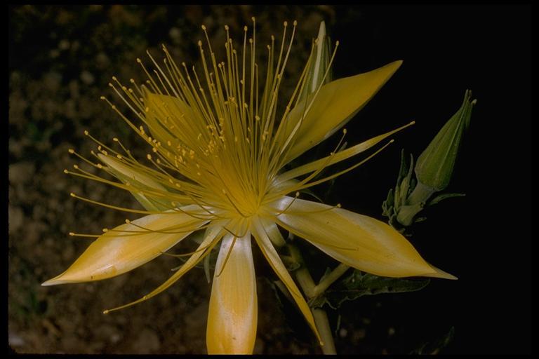 Image of giant blazing star