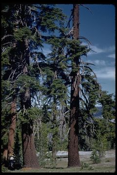 Image of California Red Fir