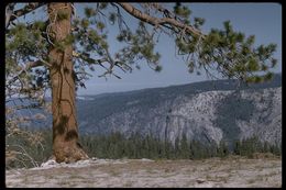 Image of Jeffrey Pine