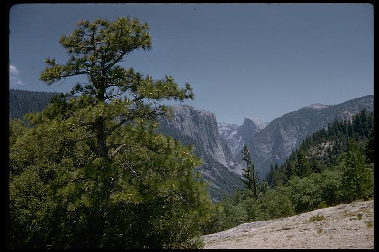 Image of Jeffrey Pine