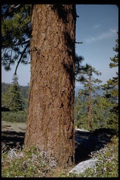 Image of Jeffrey Pine