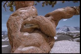 Image of Jeffrey Pine