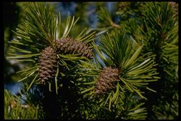 Imagem de Pinus contorta var. murrayana (Balf.) Engelm.