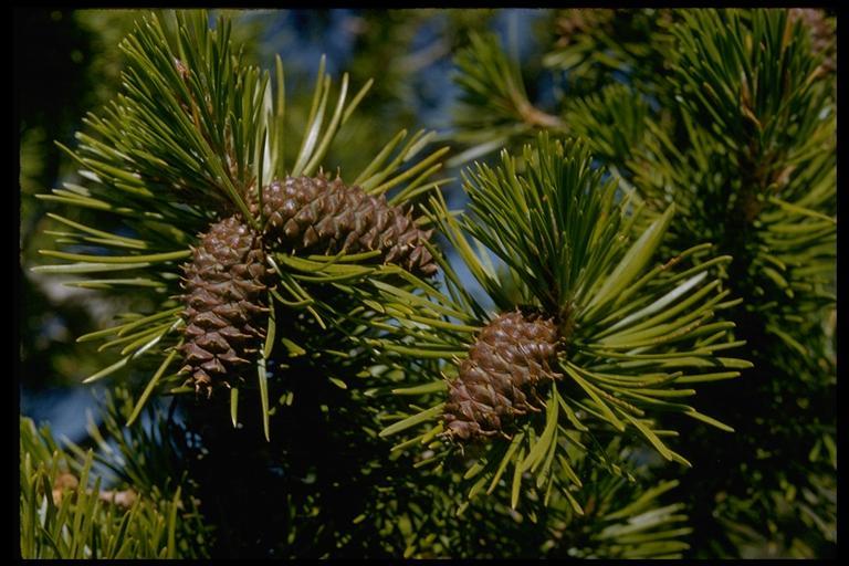 Imagem de Pinus contorta var. murrayana (Balf.) Engelm.