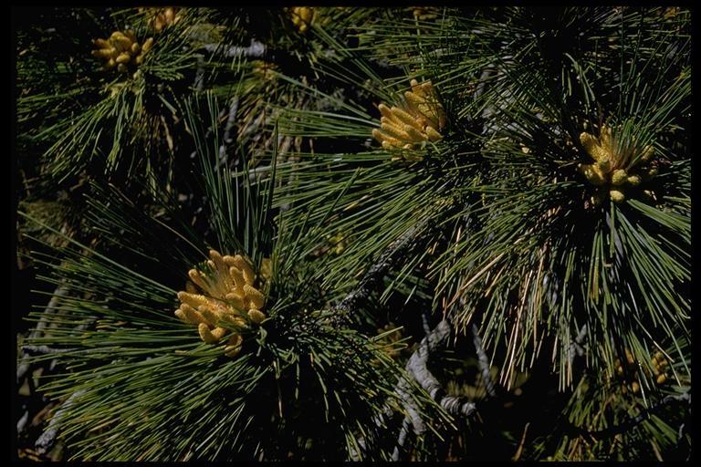 Image of Jeffrey Pine