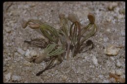 Image of Jeffrey Pine