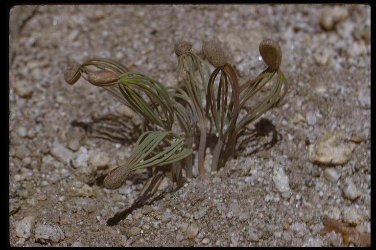 Image of Jeffrey Pine