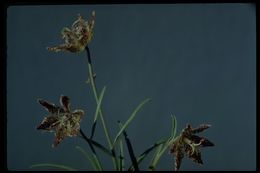 Image of Davidson's fritillary